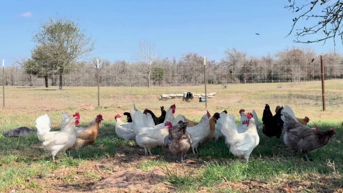 10_flock_spread_pasture.jpg