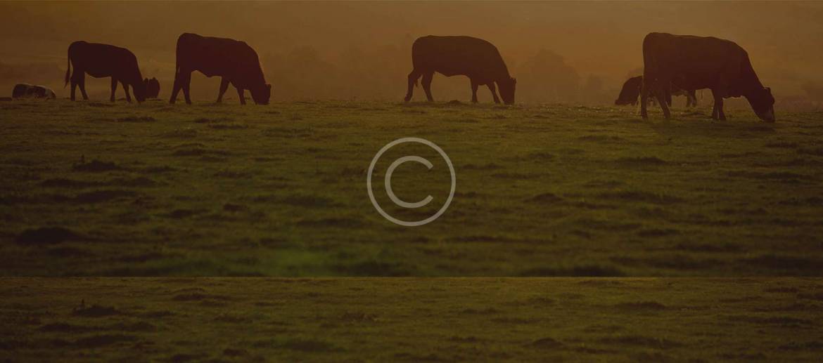 gallery_bg.jpg