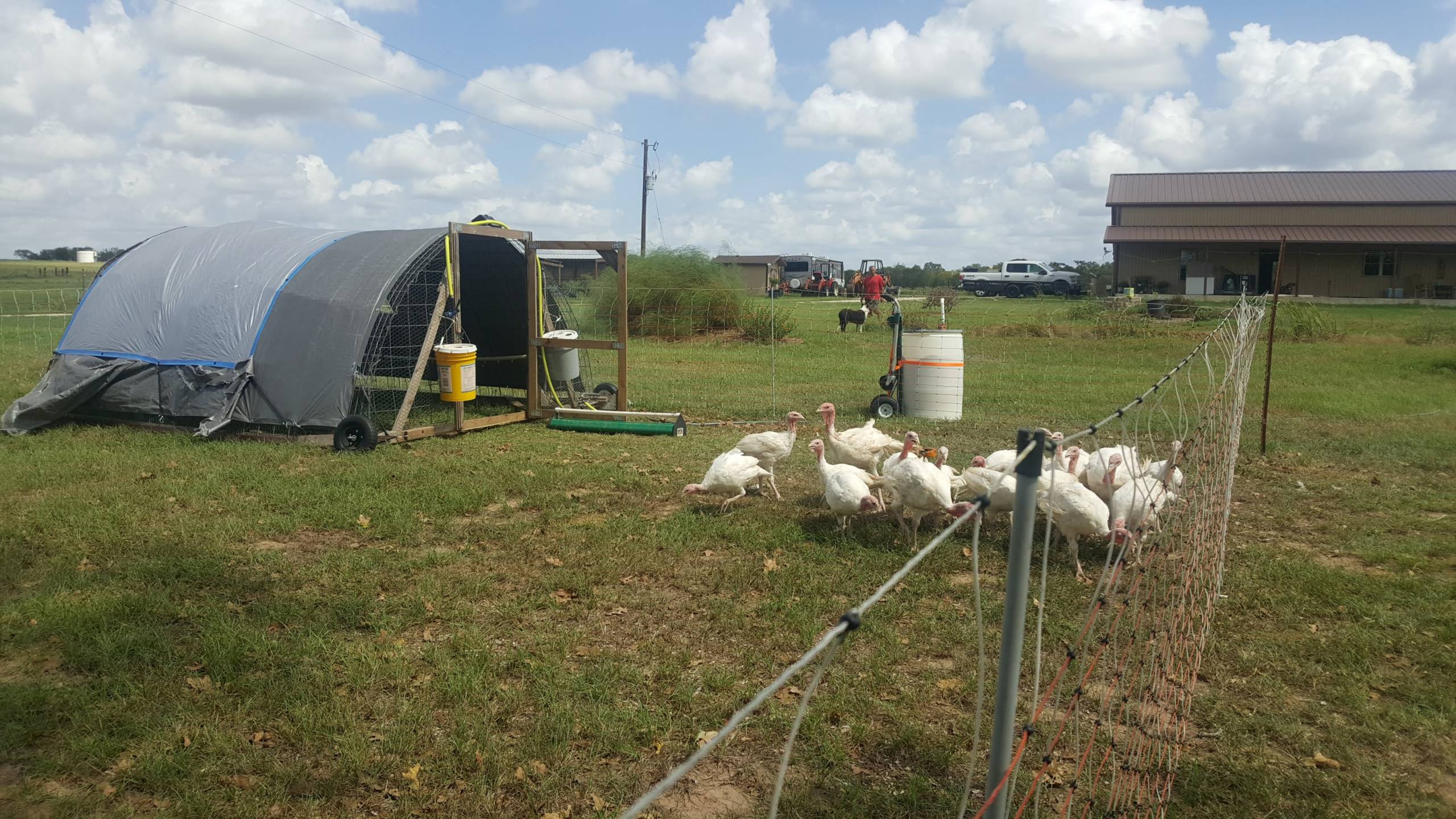 Transitioning the Turkeys – Amber Oaks Ranch