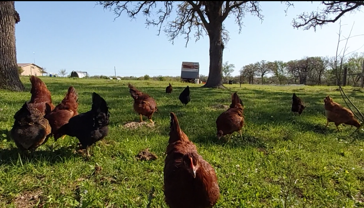 hens-on-pasture.png