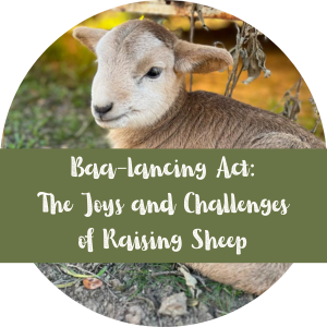 Baa-lancing-Act-The-Joys-and-Challenges-of-Raising-Sheep.png