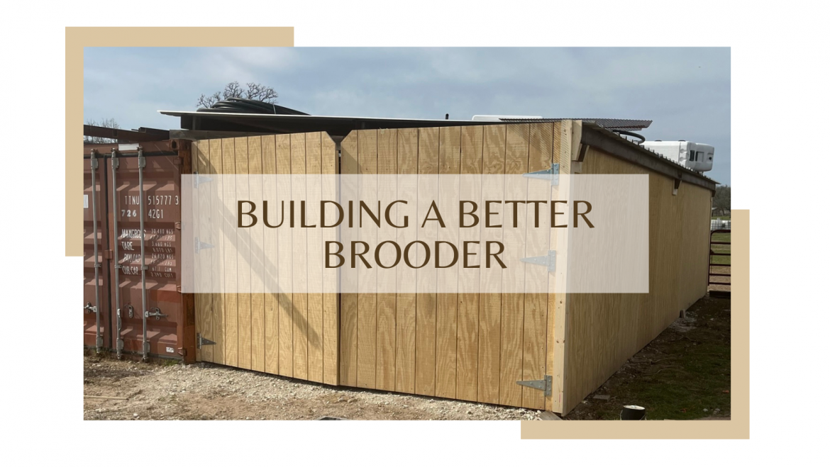 Building-a-Better-Brooder-1.png
