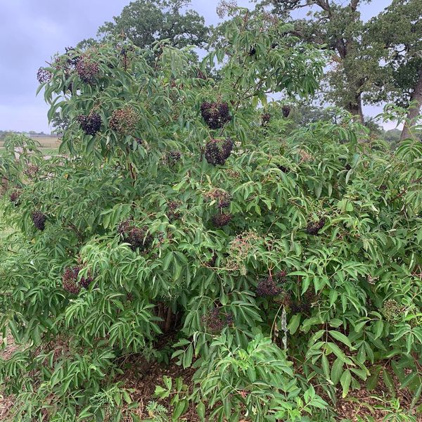 Elderberry.jpg