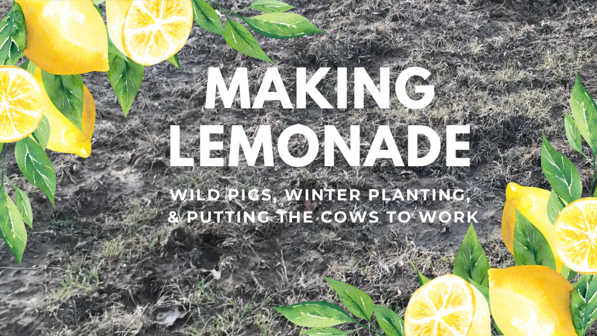 Making-Lemonade-3.png
