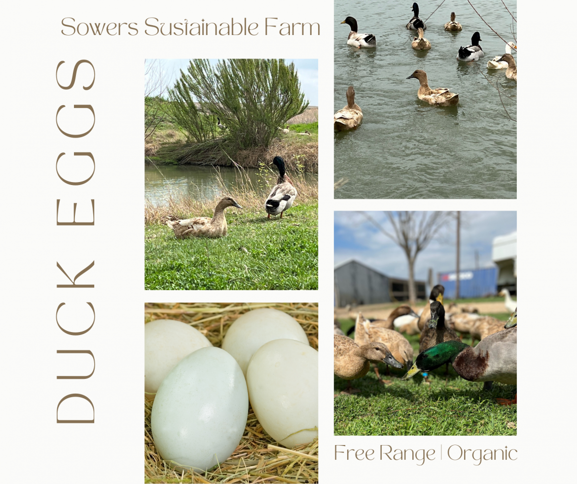 Sowers-Sustainable-Farms-Duck-Eggs-1.png