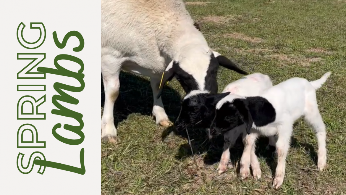 Spring-Lambs-2023.png