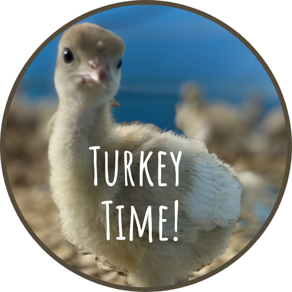 Turkey-Time.png