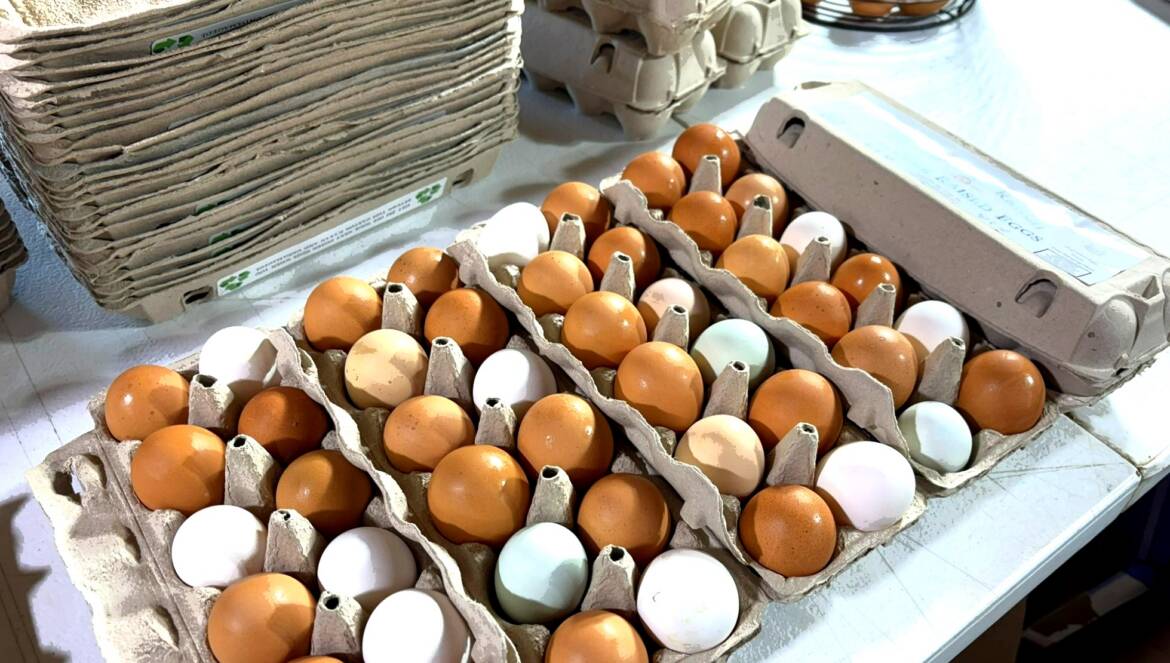 eggs_newsletter.jpg