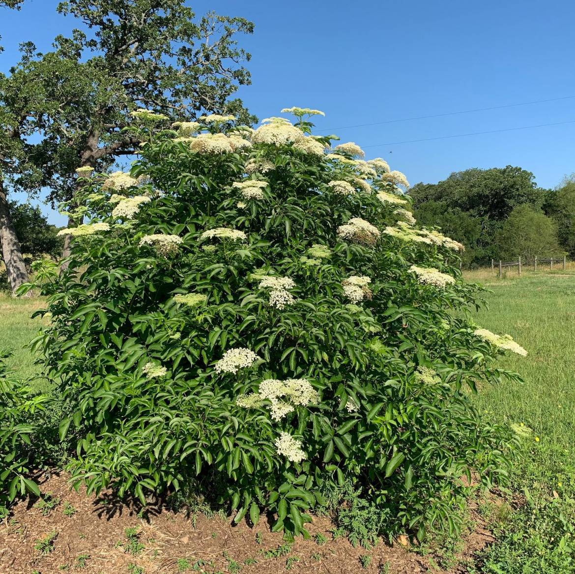 elderberry-in-bloom.jpg
