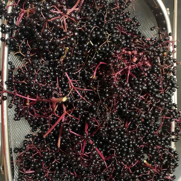 elderberrys-in-bowl.jpg
