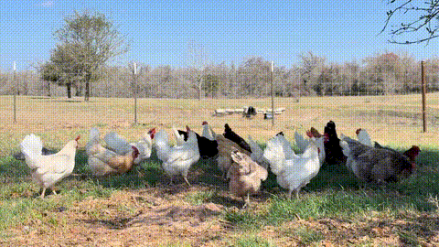 flock_lineup_animated.gif