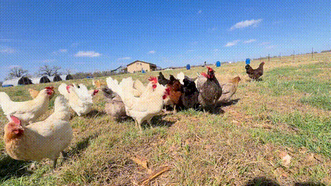 flock_pasture_animated_small.gif