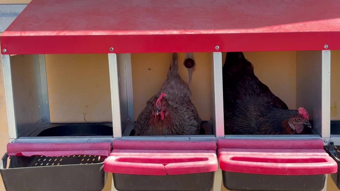 hens_nestboxes.jpg